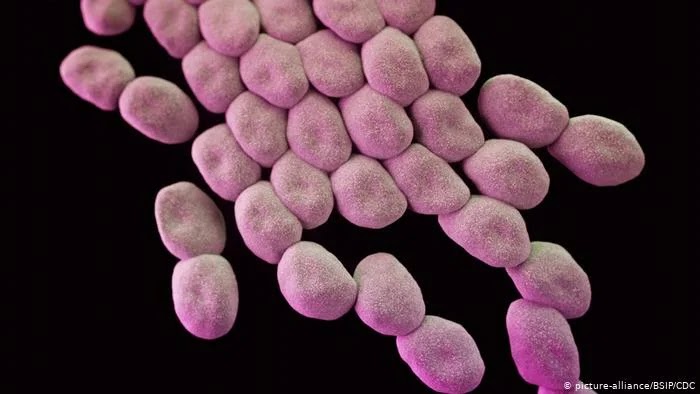5. Acinetobacter baumannii