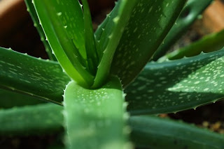 aloe-vera,www.healthnote25.com