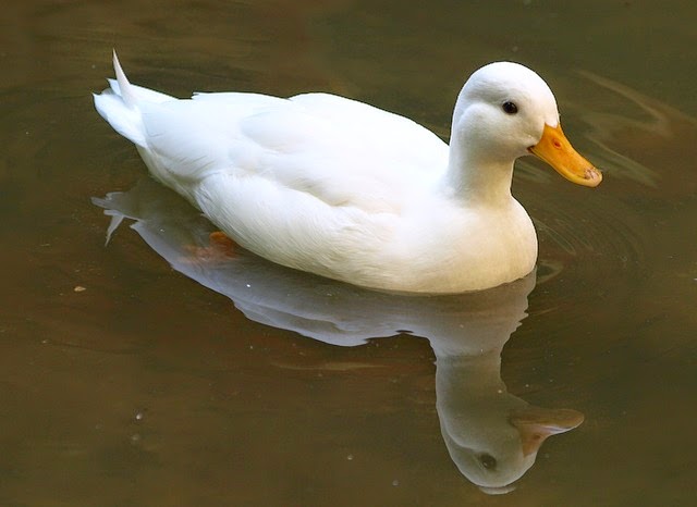 เป็ด - Animalza