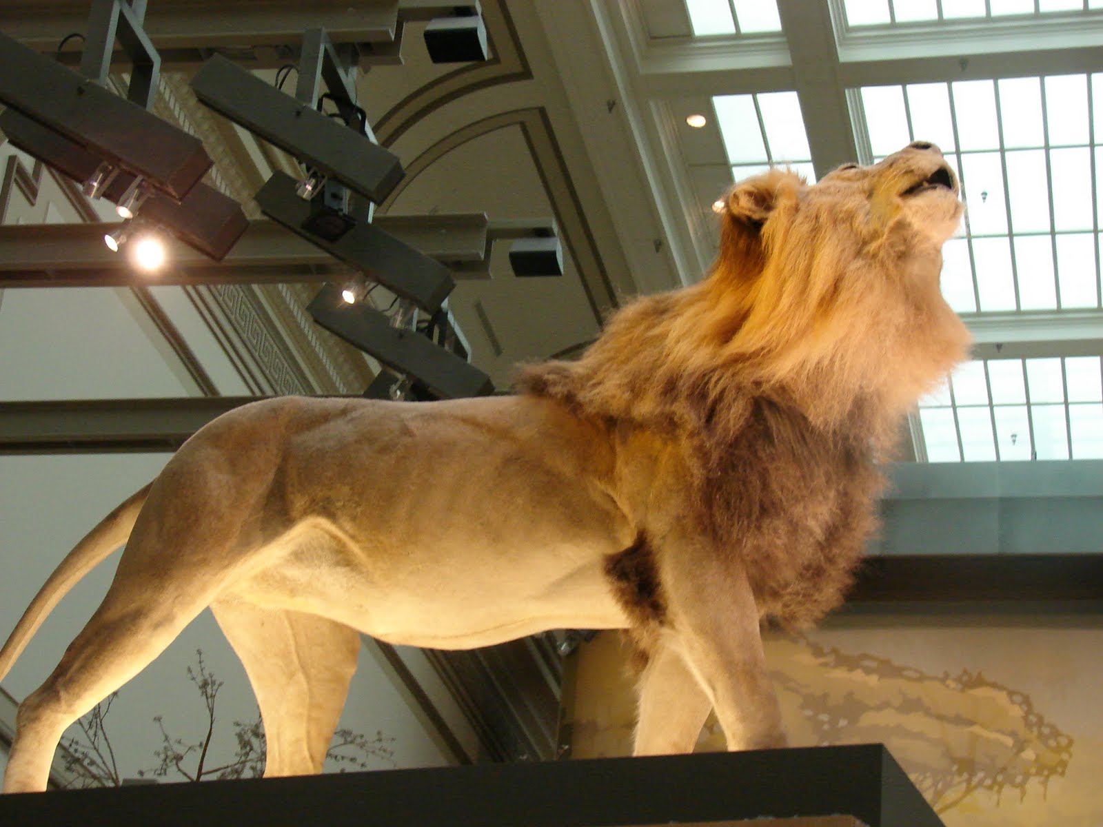 FUN FACTS ABOUT THE SMITHSONIAN MUSEUM OF NATURAL HISTORY visual data 2