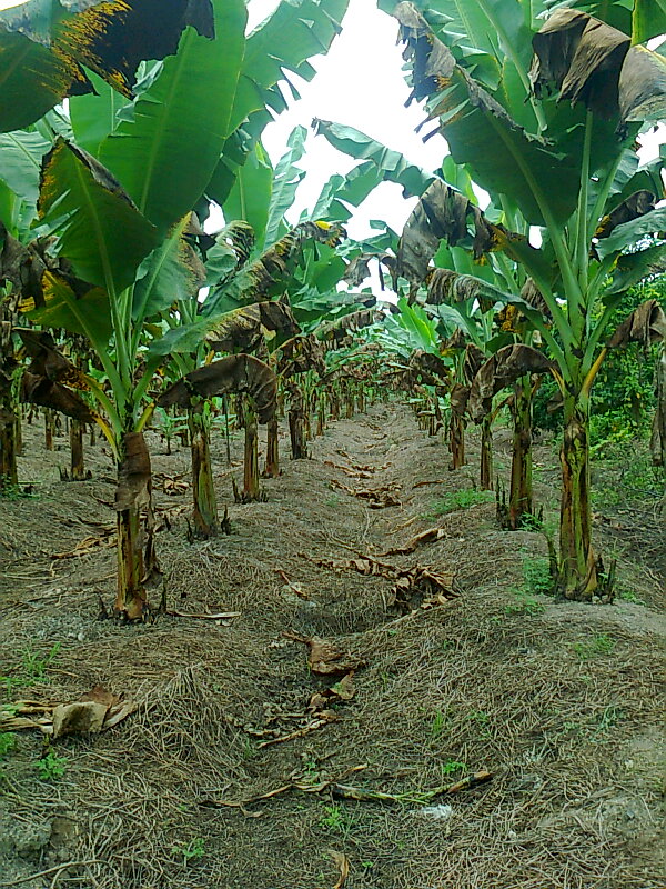 TUTUR LOMBOK MALAYSIA Kebun pisang 