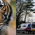 Κορωνοϊός: Θετική στον ιό τίγρη σε ζωολογικό κήπο 