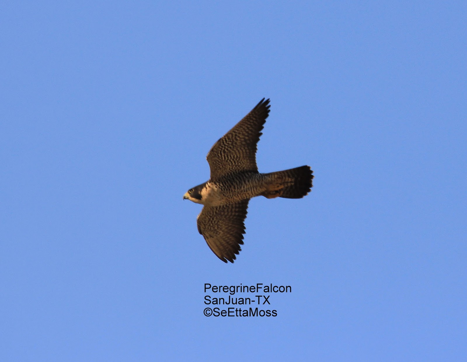 Peregrine Falcon, a series of photos Xploring The Nature