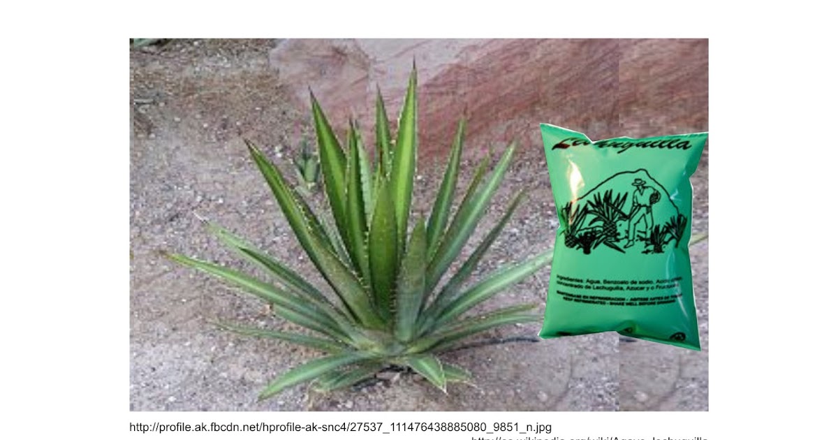 DE JALISCO PARA EL MUNDO Lechuguillas de Tonaya, bebida refrescante no alcohólica típica del DE JALISCO PARA EL MUNDO Lechuguillas de Tonaya, bebida refrescante no alcohólica típica del