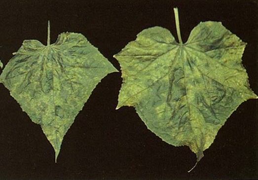 Mosic of Cucurbitceous Crops