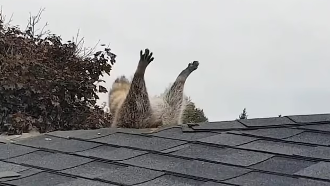 Важность ответственного питомника