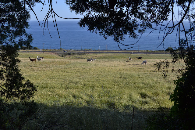llamas at El Capitan Ranch