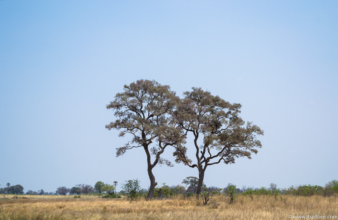 Visions of Wild In Africa's Botswana | Okavango Delta Safari