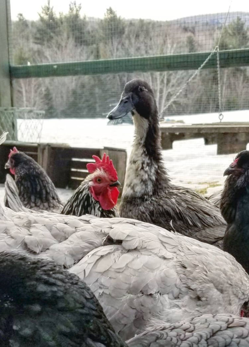 Adding Ducks to your Backyard Chicken Flock Fresh Eggs Daily® with Lisa Steele