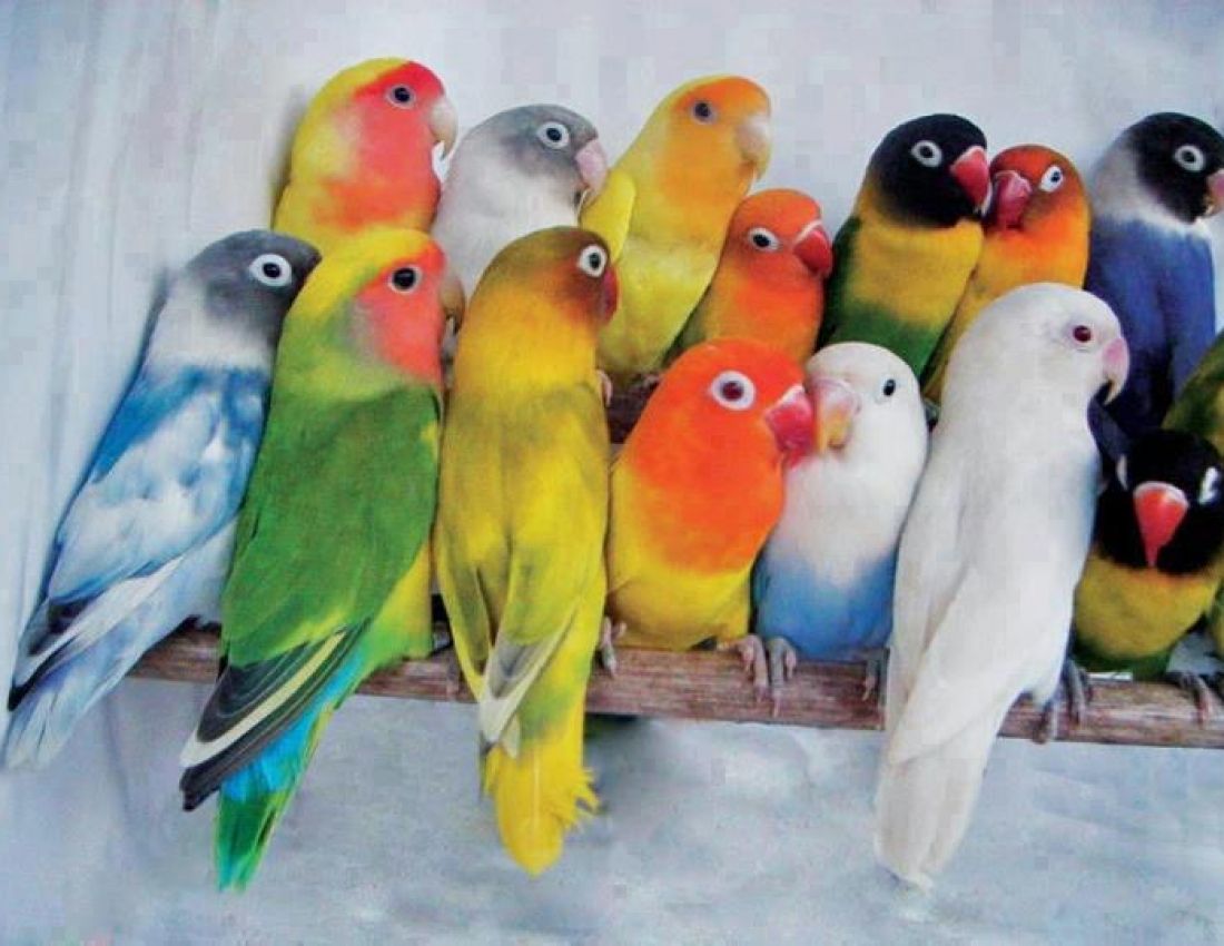 47++ Warna burung lb bs terbaru