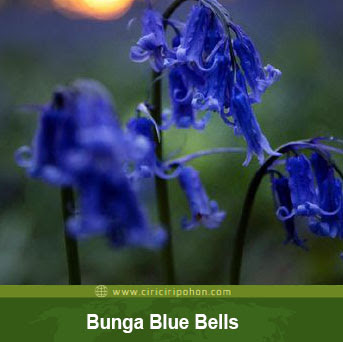 ciri ciri pohon blue bells