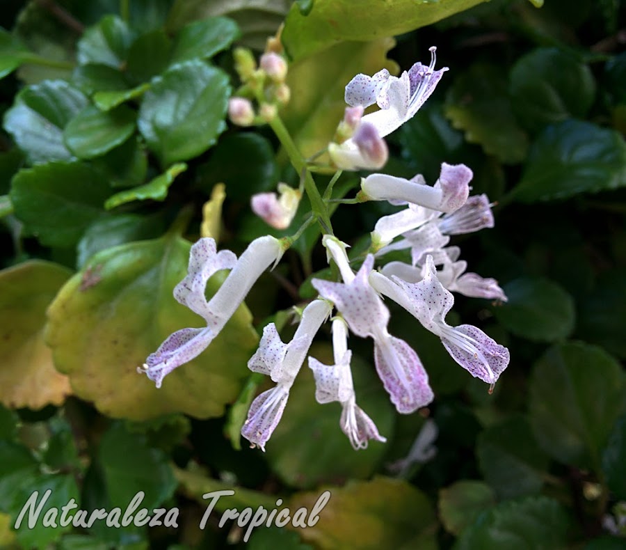 Flores de la Planta del Dinero, Plectranthus verticillatus