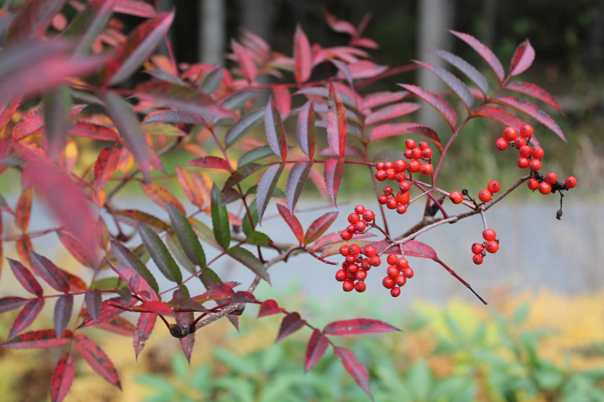 MannsGarden: oktober 2020