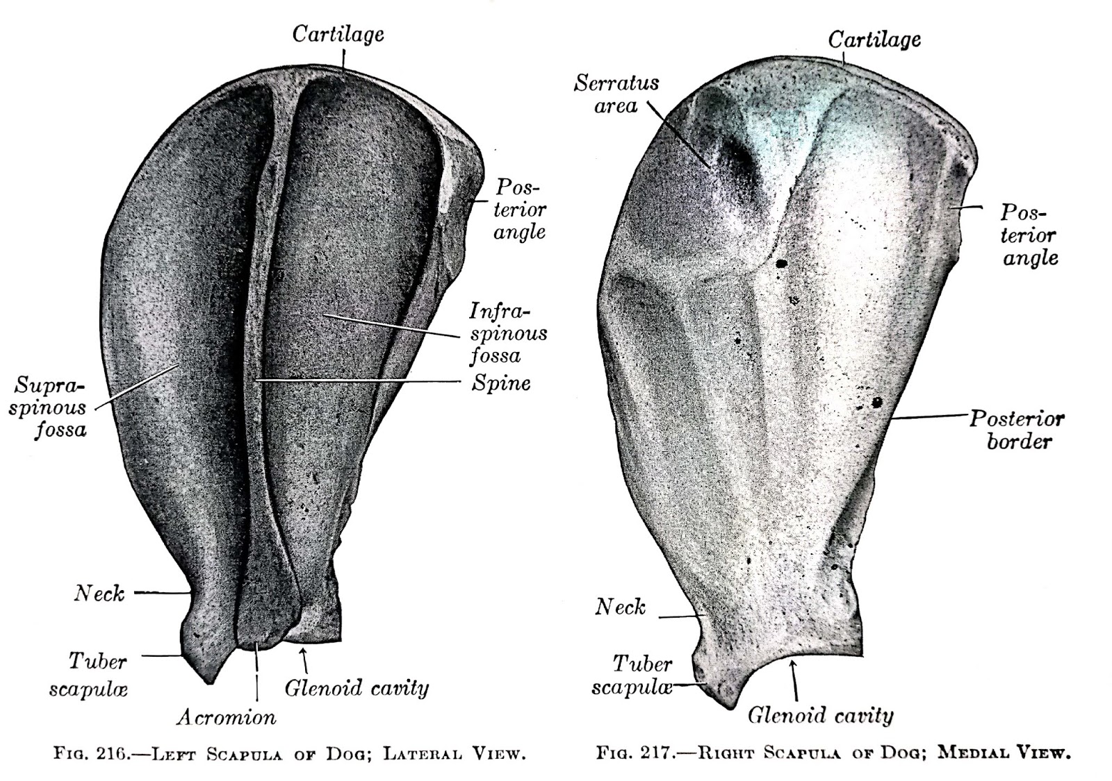 Scapula Gross Anatomy Anjani Mishra