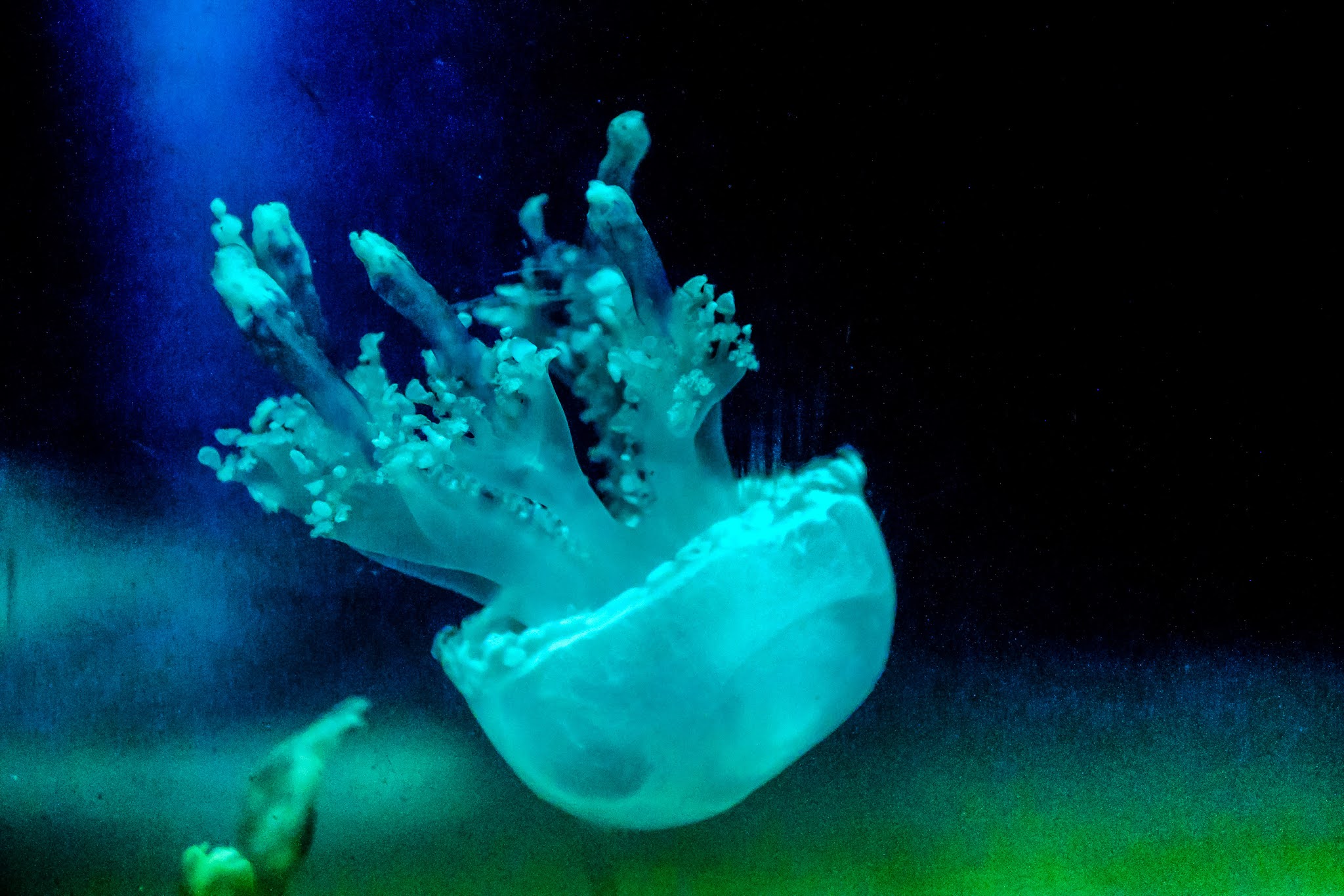 What is jellyfish?/types/life cycle