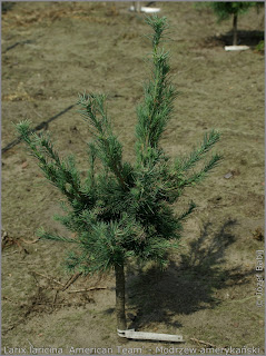 Larix laricina 'American Team' - Modrzew amerykański 'American Team' 