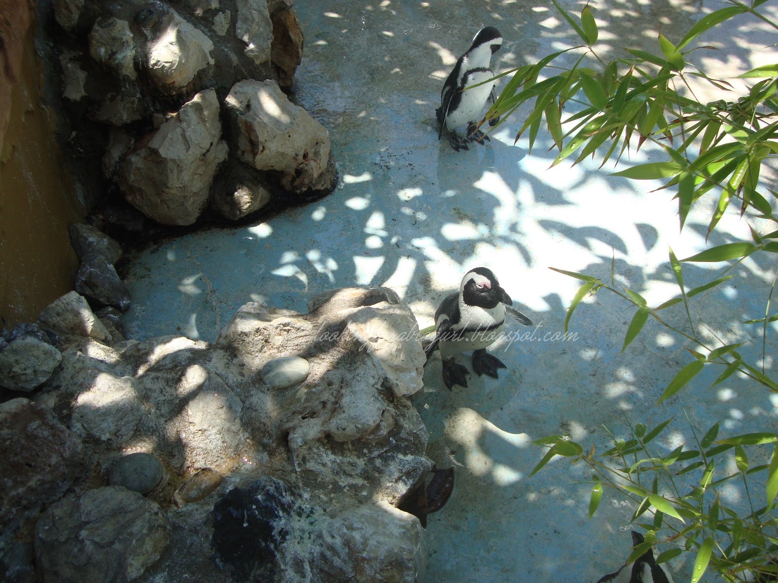 Jardim Zoológico de Lisboa parte III Insight