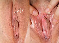 gambar klitoris, bentuk klitoris, fungsi klitoris, peranan klitoris, letak klitoris