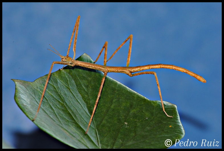 Ninfa hembra L6 de Medauroidea extradentata, 7 cm de longitud Ninfa hembra L6 de Medauroidea extradentata, 7 cm de longitud