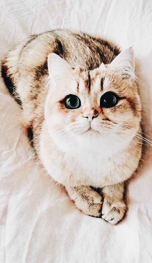 خلفيات قطط كيوت 2019 صور قطط للبنات رائعة 2020