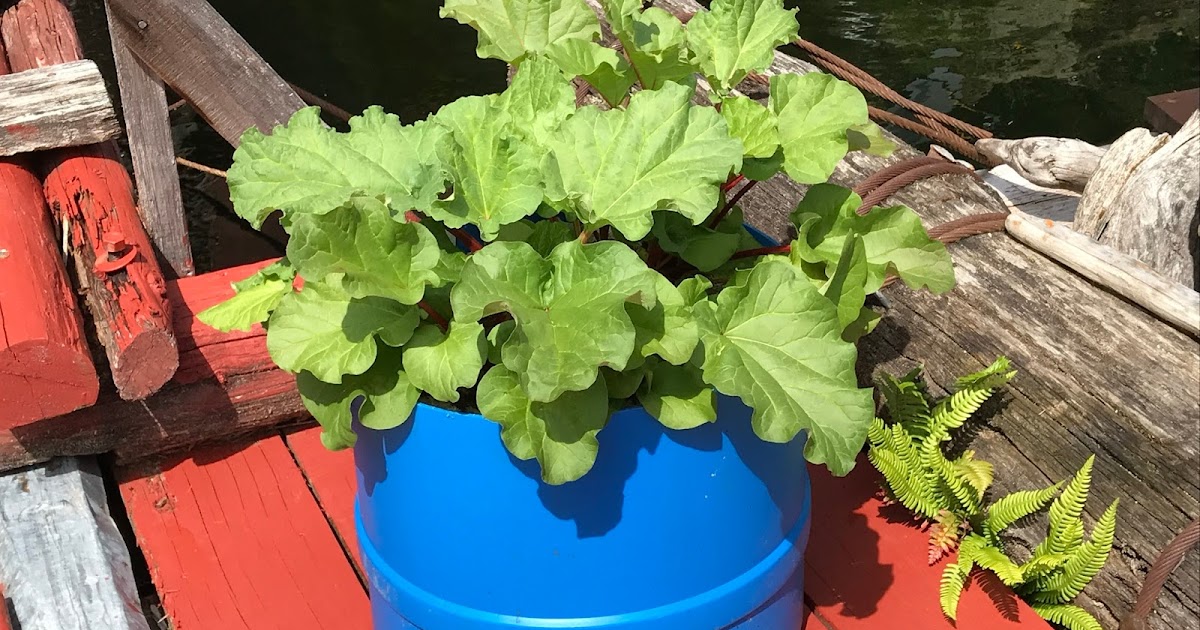 Powell River Books Blog: Dividing Rhubarb Plants