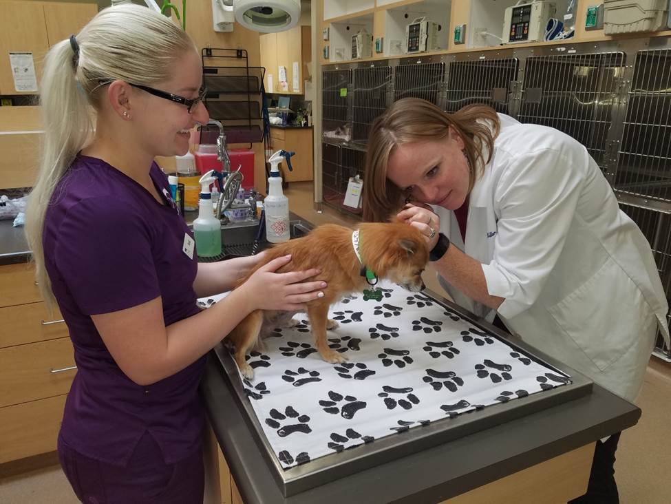 Dermatology for Animals Why visit a Veterinary Dermatologist?