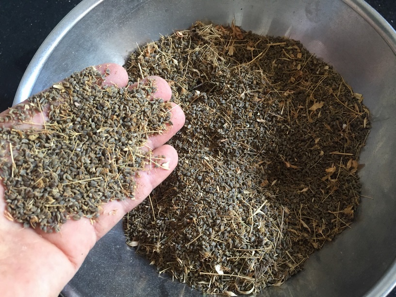 Harvesting Parsley seeds