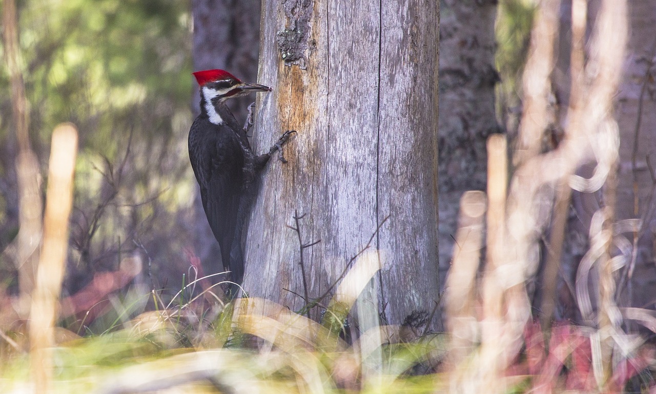 AUTENS DIRECT Science, why don't the woodpecker have a headache?
