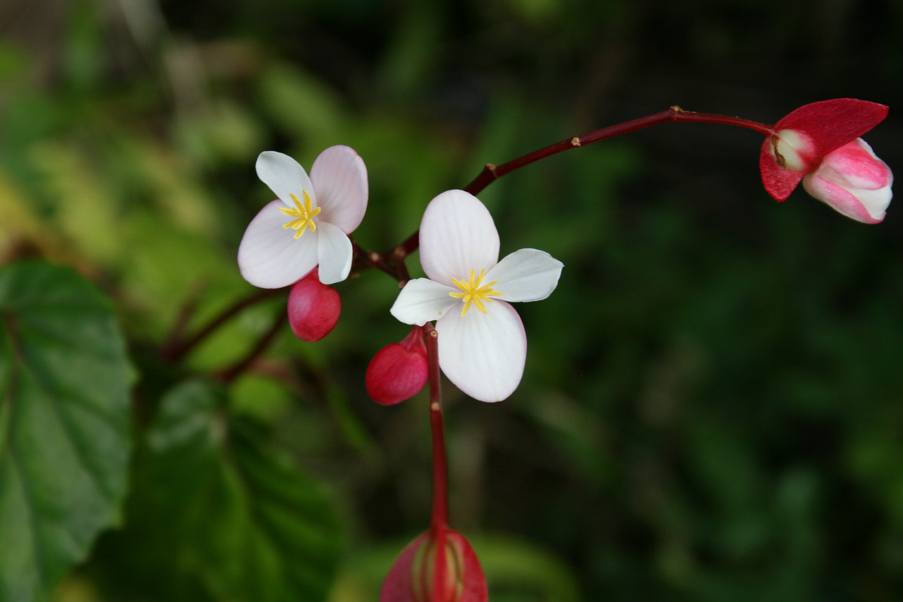 Cómo es la flora de Puerto Rico - El Cómo de las Cosas
