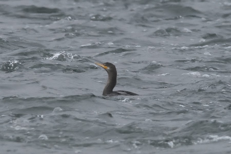 Birding Adventures of Dave DeReamus Neotropic Cormorant in