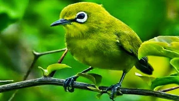 Cara Mencegah Burung Pleci Yang Sering Melakukan Salto