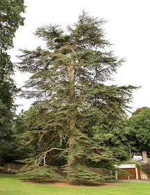 Cedar of Lebanon, Cedrus libani.  High Elms Country Park, 5 August 2013.