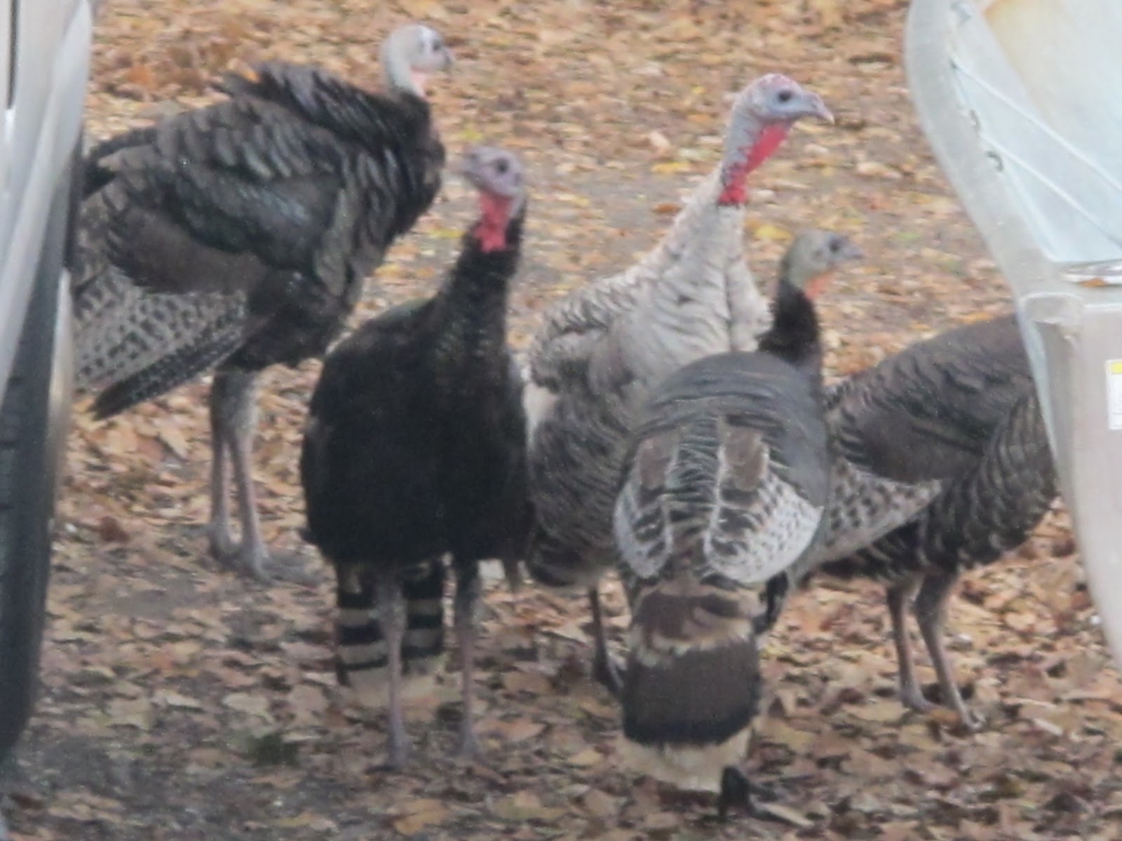 The Official PoultryBookstore.com Blog: Turkeys wild and domestic