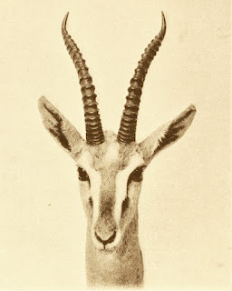 Moğol ceylanı (Eudorcas albonotata; İngilizce: Mongalla gazelle)