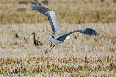 Bernat pescaire (Ardea cinerea)