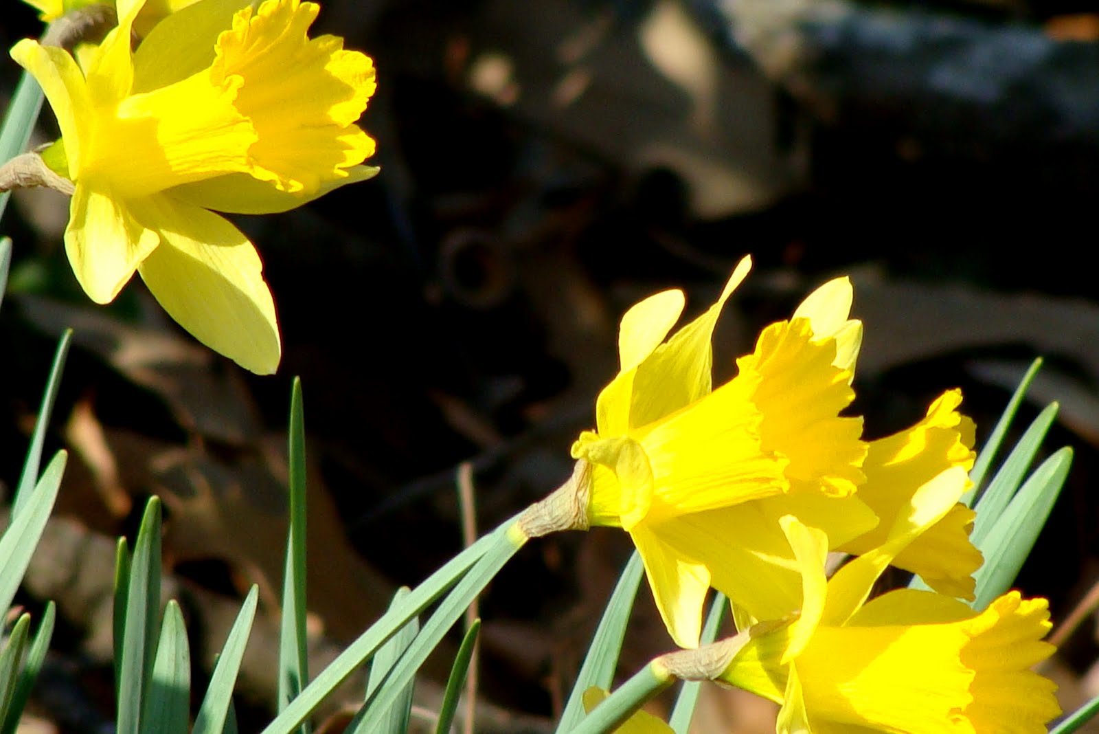 The Tomorrow Trunk: Dancing with Daffodils