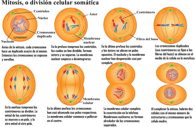 division celular