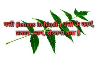 पत्ती (leaves in hindi ) पत्ती के कार्य, प्रकार ,भाग, संरचना क्या है