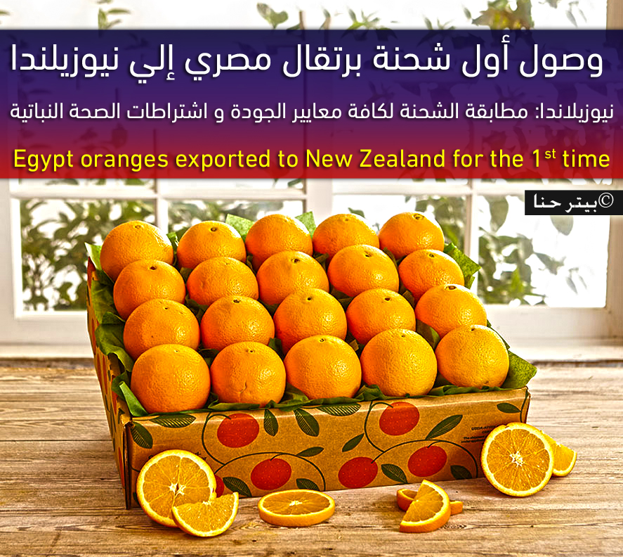 وصول أول شحنة برتقال مصري إلي نيوزيلندا Egypt exported oranges to