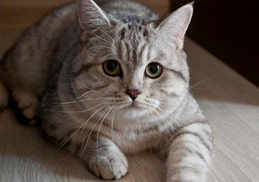 Buku Tafsir Mimpi Kucing Berdasarkan Islam Dan Primbon Jawa