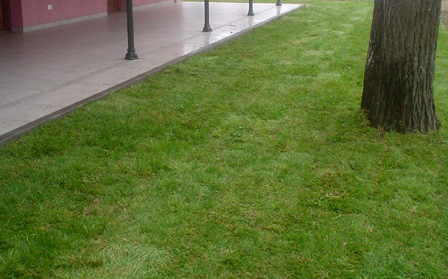 Plantas y Flores, plantas especies : cesped