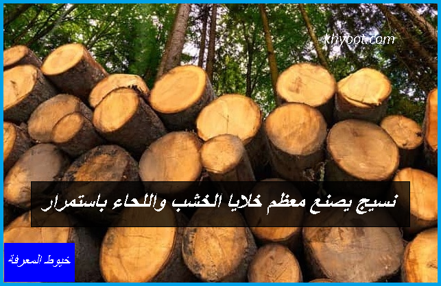 نسيج يصنع معظم خلايا الخشب واللحاء باستمرار نسيج يصنع معظم خلايا الخشب واللحاء باستمرار