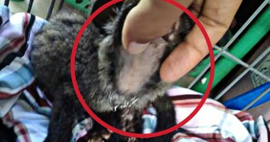 10 Penyebab Bulu Musang Rontok Dan Cara Mengobatinya Hobinatang 10 Penyebab Bulu Musang Rontok Dan Cara Mengobatinya Hobinatang