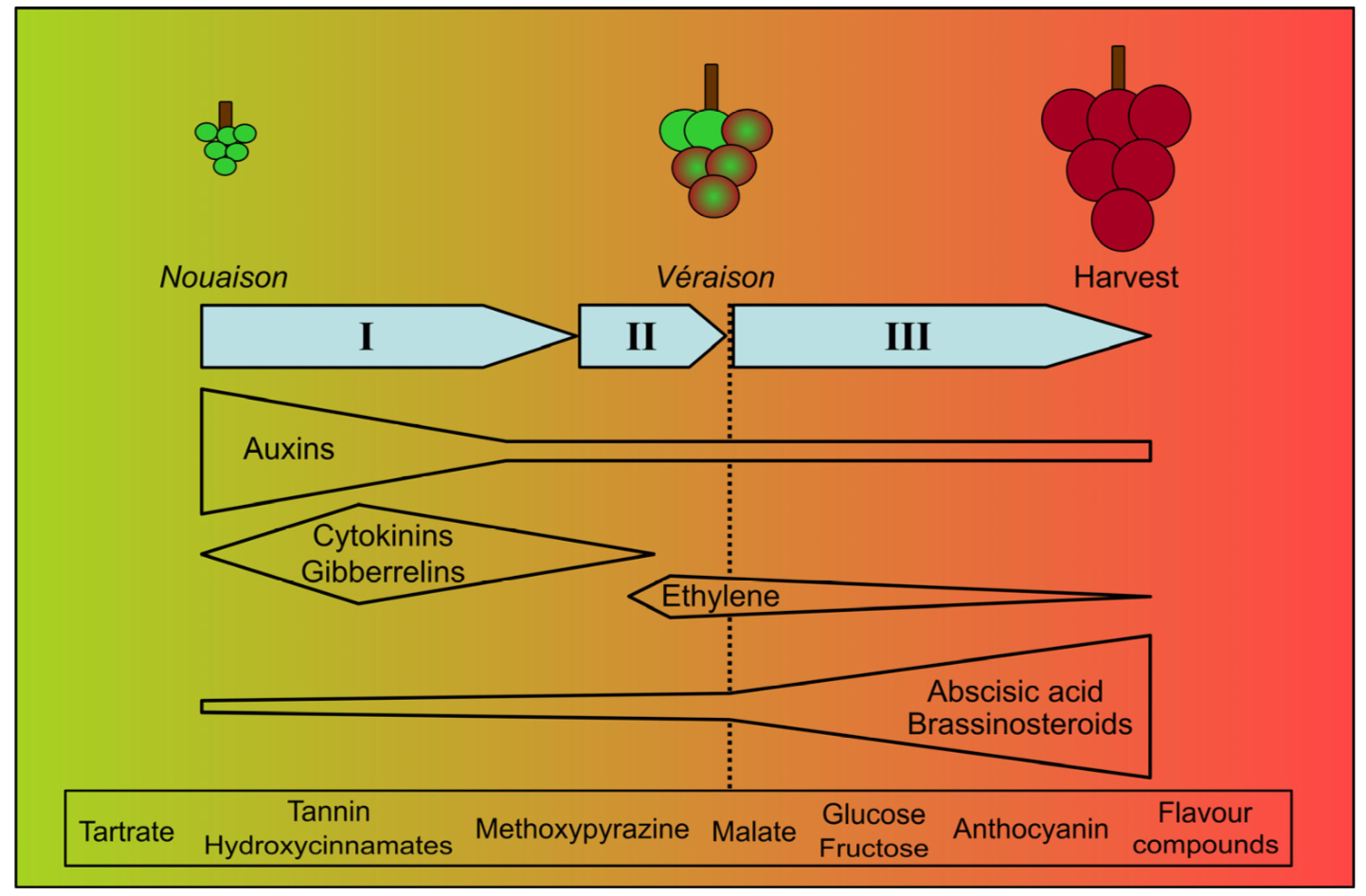 EnoViti Hormonal Control of Grape Berry Ripening