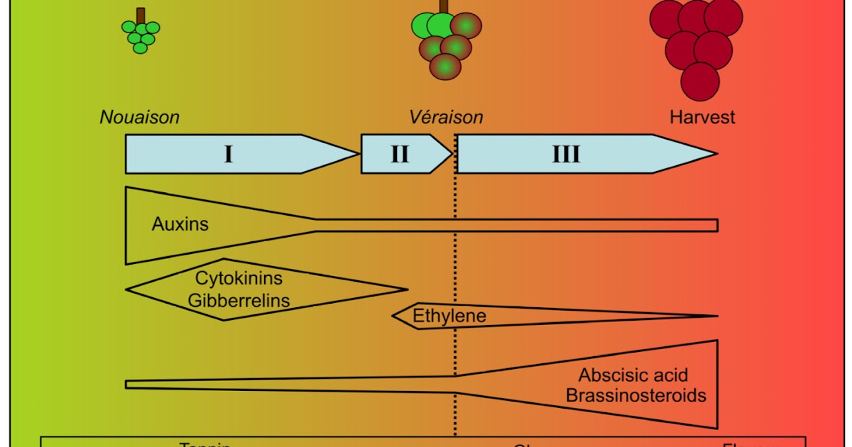 EnoViti Hormonal Control of Grape Berry Ripening