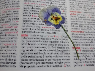 fiore violetta sul dizionario