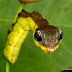 Descubra a incrível lagarta que se "transforma" em uma cobra
