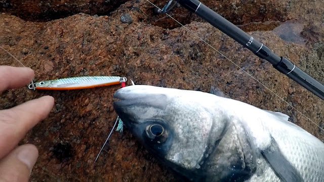 JIG - Pescando a la robaliza con mar bravo 🌊 🌊 🌊