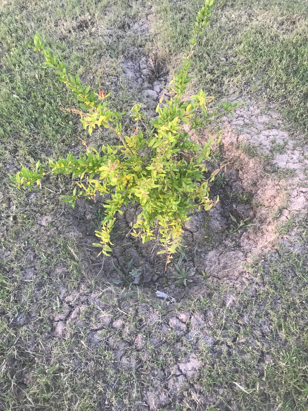Xtremehorticulture of the Desert Pomegranate Leaf Yellowing Could Be Weed Killers