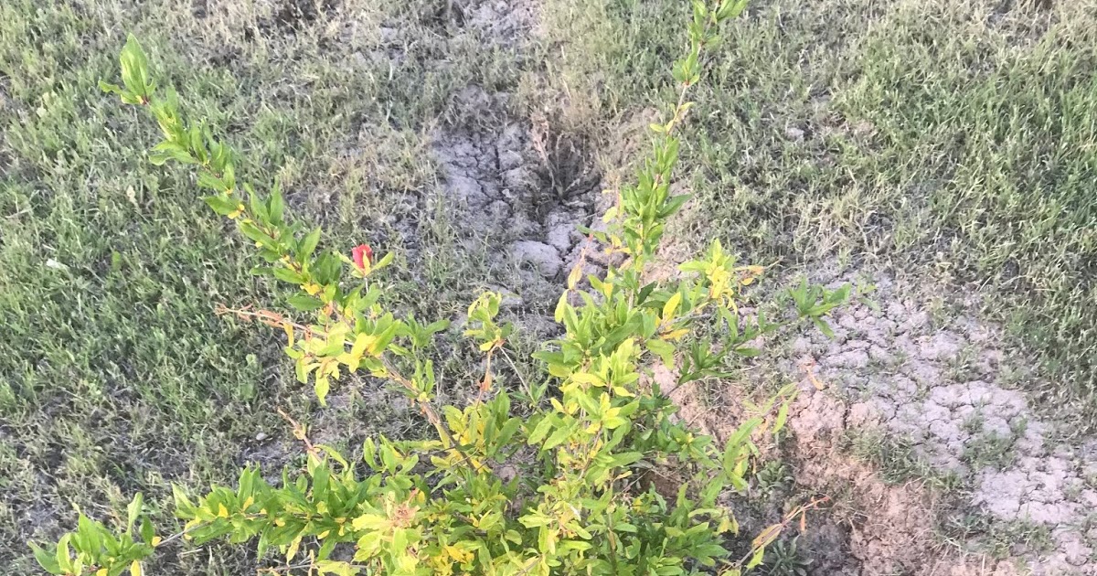 Xtremehorticulture of the Desert Pomegranate Leaf Yellowing Could Be